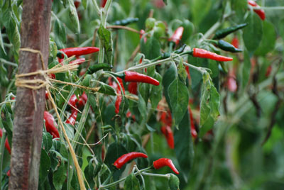 planta peperocini Peperoncini en el huerto de Americo Quattrociocchi