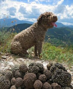 Un perro trufero con su preciada presa.
